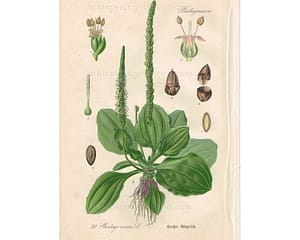 1903 Antique Botanical Chromolithograph Book Plate - Broadleaf Plantain - Thome Flora von Deutschland at whisperingcityrva.com