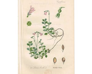 1903 Antique Botanical Chromolithograph Book Plate - Twinflower - Thome Flora von Deutschland at whisperingcityrva.com
