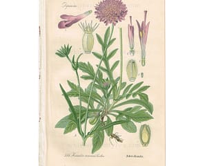 1903 Antique Botanical Chromolithograph Book Plate - Field Scabious - Thome Flora von Deutschland at whisperingcityrva.com