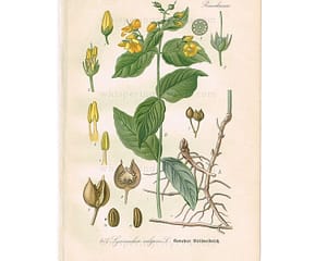 1903 Antique Botanical Chromolithograph Book Plate - Garden Loosestrife - Thome Flora von Deutschland at whisperingcityrva.com