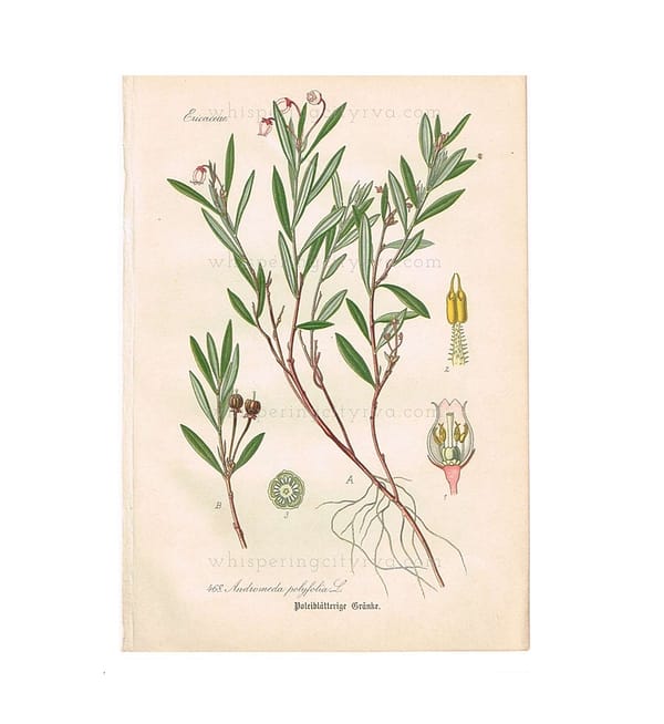 1903 Antique Botanical Chromolithograph Book Plate - Bog-Rosemary - Thome Flora von Deutschland at whisperingcityrva.com