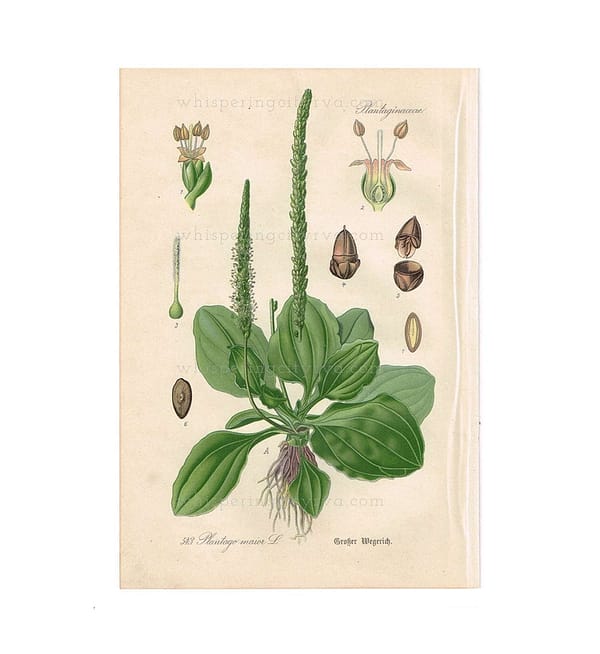 1903 Antique Botanical Chromolithograph Book Plate - Broadleaf Plantain - Thome Flora von Deutschland at whisperingcityrva.com