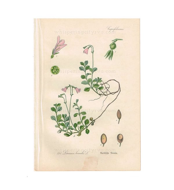 1903 Antique Botanical Chromolithograph Book Plate - Twinflower - Thome Flora von Deutschland at whisperingcityrva.com