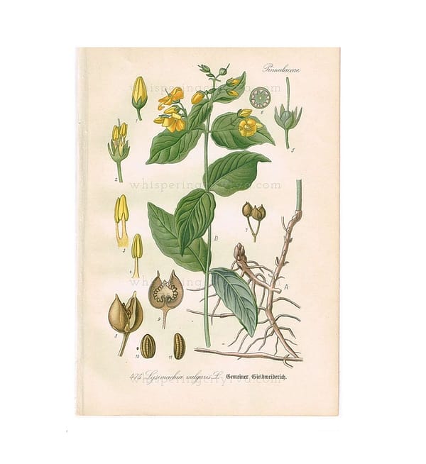 1903 Antique Botanical Chromolithograph Book Plate - Garden Loosestrife - Thome Flora von Deutschland at whisperingcityrva.com