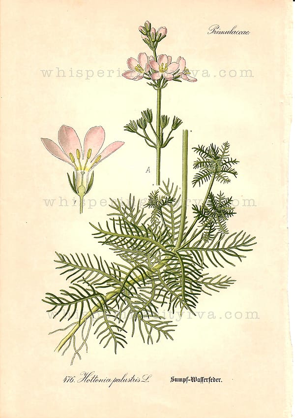 1903 Antique Botanical Chromolithograph – Water Violet – Thome | Whispering City RVA