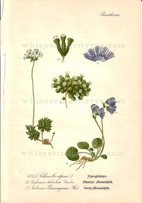 1903 Antique Botanical Chromolithograph – Alpine Snowbell – Thome | Whispering City RVA