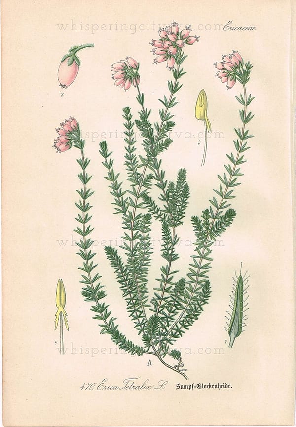 1903 Antique Botanical Chromolithograph Book Plate - Cross-Leaved Heath - Thome Flora von Deutschland at whisperingcityrva.com