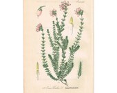 1903 Antique Botanical Chromolithograph Book Plate - Cross-Leaved Heath - Thome Flora von Deutschland - Floral Litho Art Print Illustration