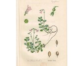 1903 Antique Botanical Chromolithograph Book Plate - Twinflower - Thome Flora von Deutschland - Floral Litho Art Print Illustration