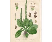 1903 Antique Botanical Chromolithograph Book Plate - Broadleaf Plantain - Thome Flora von Deutschland - Floral Litho Art Print Illustration
