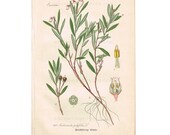 1903 Antique Botanical Chromolithograph Book Plate - Bog-Rosemary - Thome Flora von Deutschland - Floral Litho Art Print Illustration