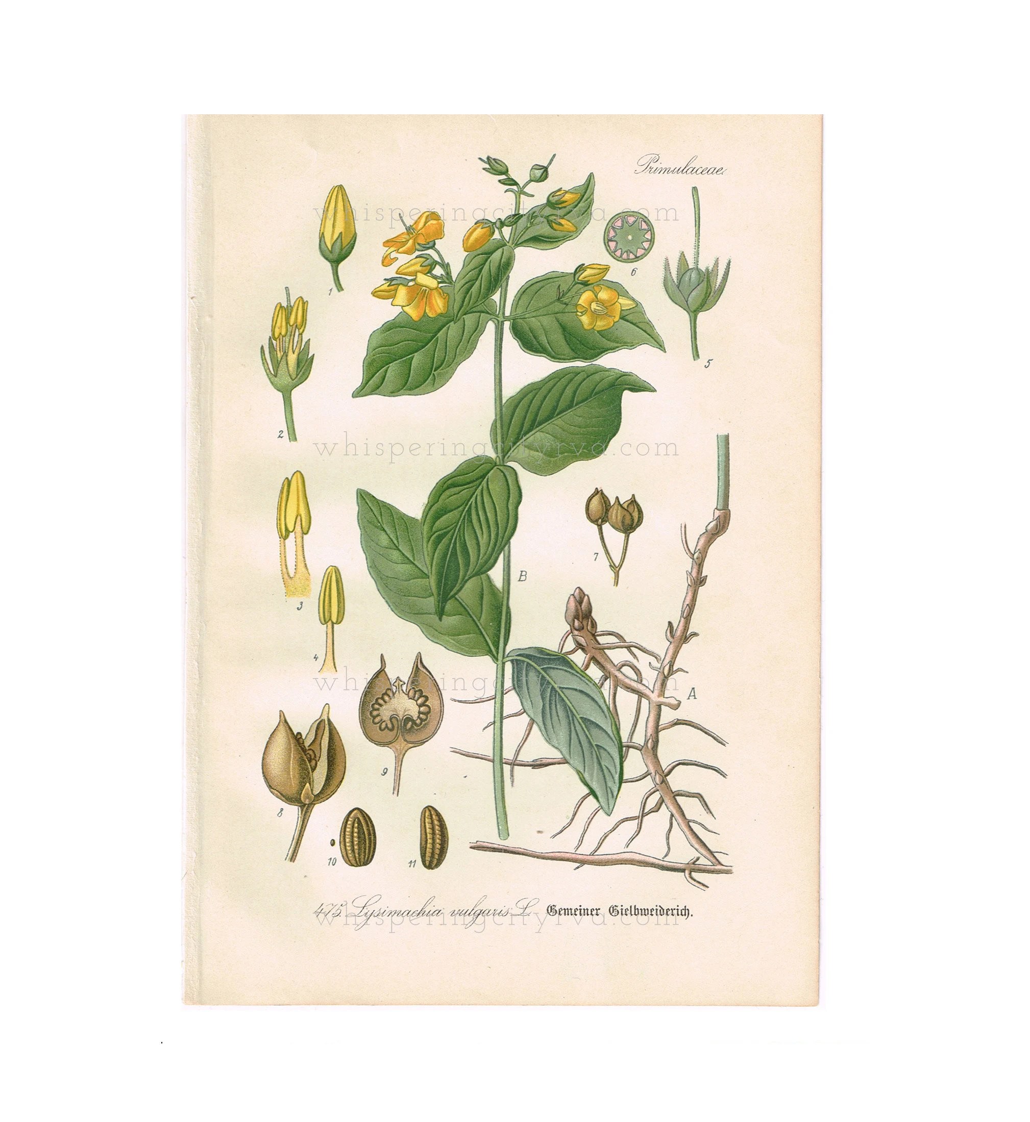 1903 Antique Botanical Chromolithograph Book Plate - Garden Loosestrife - Thome Flora von Deutschland - Floral Litho Art Print Illustration