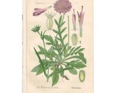 1903 Antique Botanical Chromolithograph Book Plate - Field Scabious - Thome Flora von Deutschland - Floral Litho Art Print Illustration