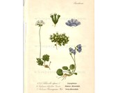 Chromolithograph Book Plate #473 - Antique Botanical - Alpine Snowbell - Thome - Flora von Deutschland at Whispering City RVA