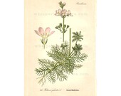Chromolithograph Book Plate #476 - Antique Botanical - Water Violet - Thome - Flora von Deutschland at Whispering City RVA