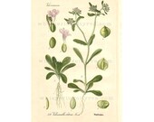 Chromolithograph Book Plate  #554 - Antique Botanical - Lamb's Lettuce - Thome Flora von Deutschland -Whispering City RVA